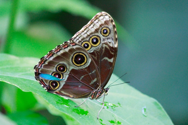 basin butterfly