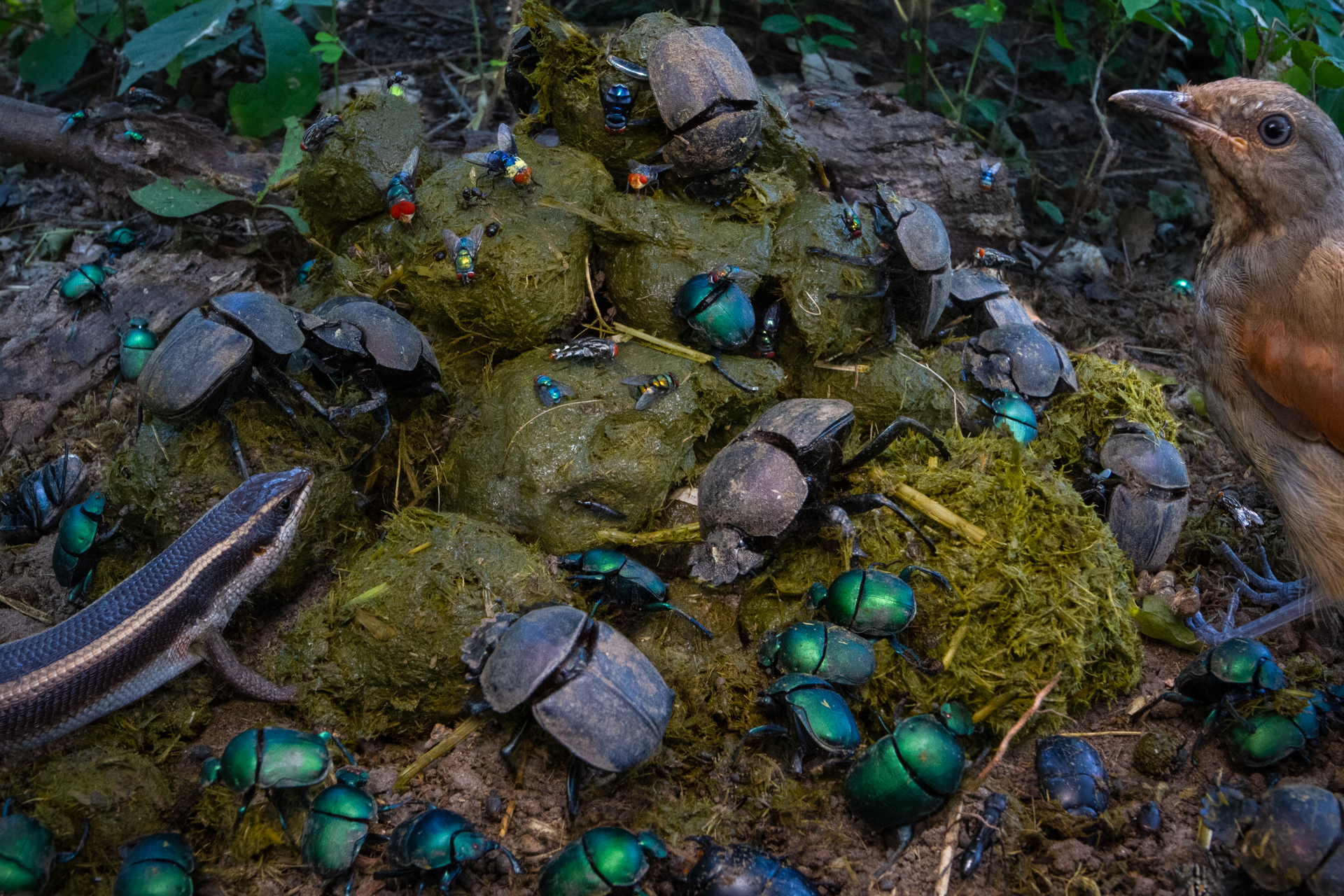 Dung beetles captured by Jen Guyton